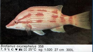 Bodianus oxycephalus